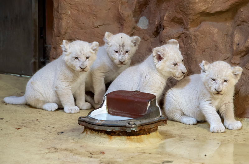 Illustration for article titled Experts Say These Lion Cubs Are Growing Great; Jezebel Says They Could Be FatterÂ
